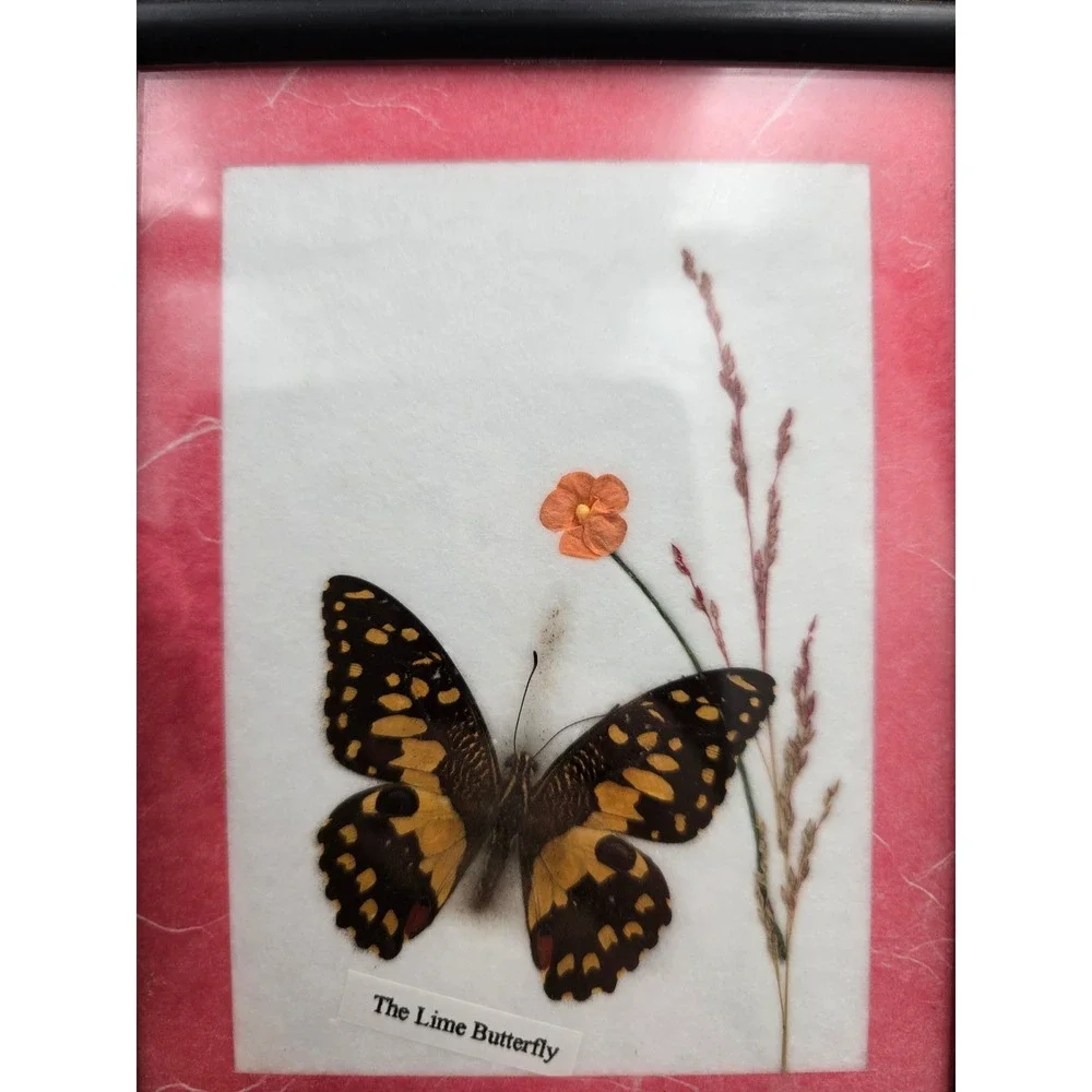Set of 3 Framed Butterfly Art Collection Common Tiger Common Rose Lime Butterfly